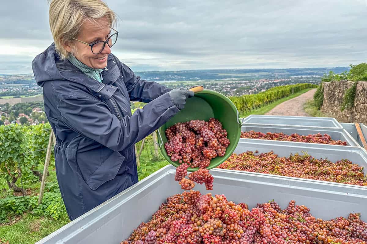 Barbara Klepsch liefert die reifen Trauben ab. Foto: Ulrich van Stipriaan Barbara Klepsch liefert die reifen Trauben ab. Foto: Ulrich van Stipriaan