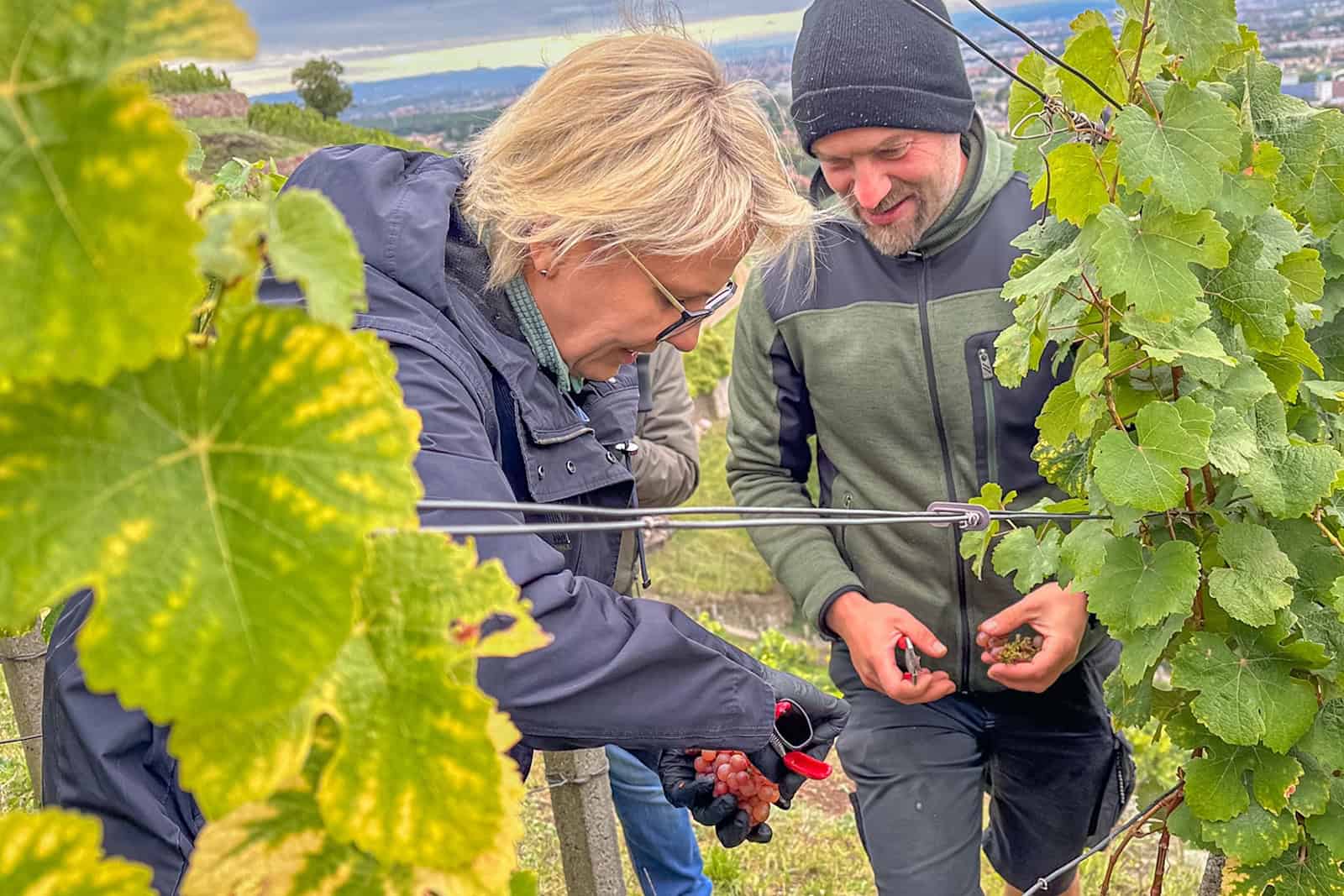 Ministerin Barbara Klepsch schneidet mit Till Neumeister die reifen Trauben in der läge Goldener Wagen. Foto: Ulrich van Stipriaan