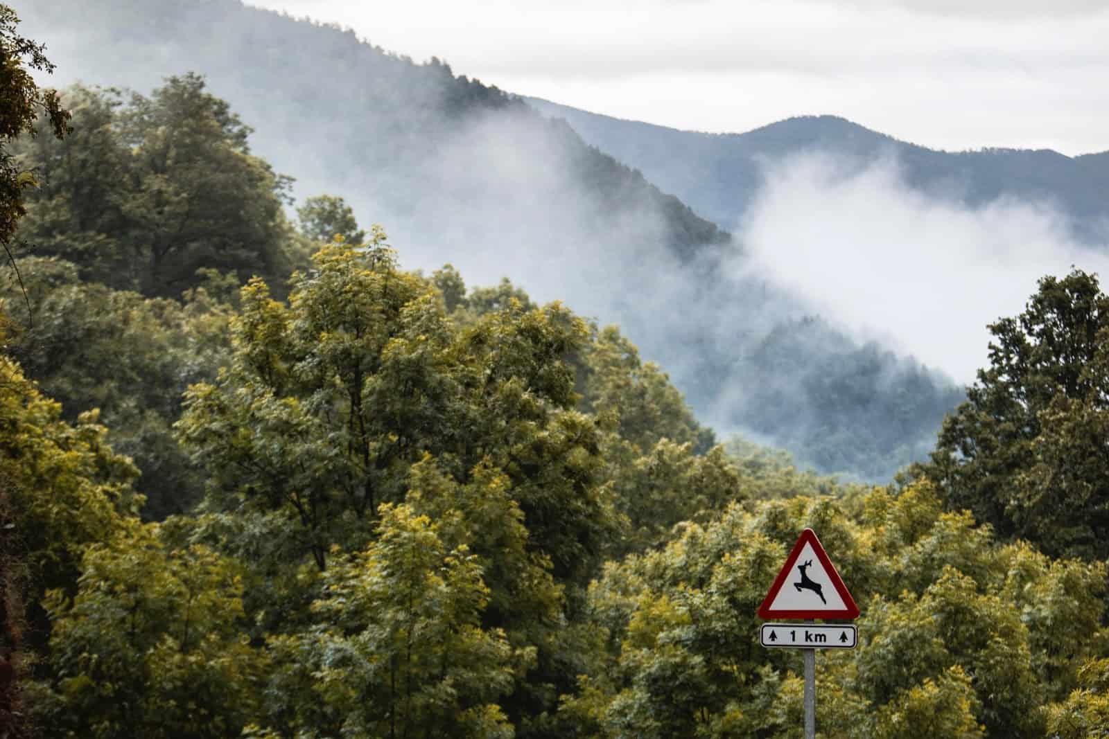 Schilder warnen vor allem in bewaldeten Regionen vor Wildwechsel. Foto: pixabay SLPix