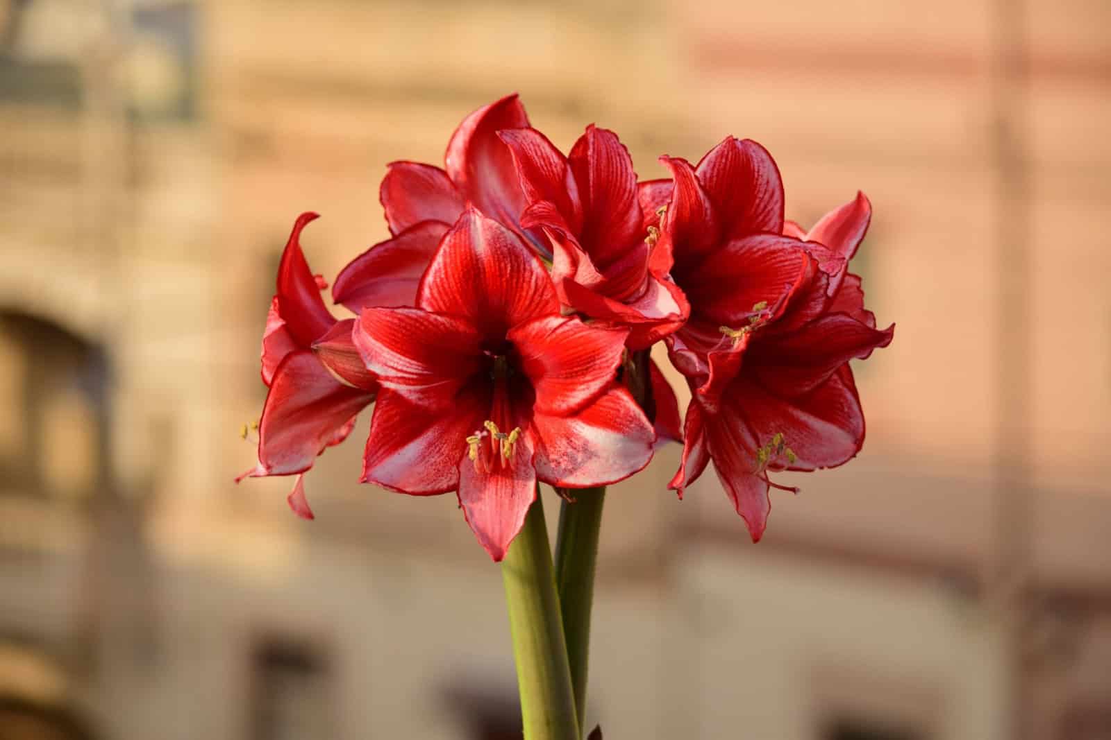 Amaryllis können Sie bei richtiger Pflege lange durch den Winter begleiten. Foto: Freepik