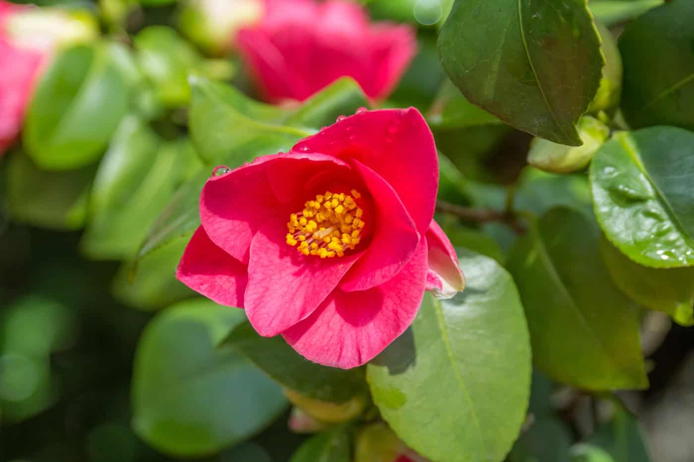 Eine einzelne Kamelienblüte der Pillnitzer Kamelie, die als Älteste nördlich der Alpen gilt. Foto: Sandor Kotyrba Eine einzelne Kamelienblüte der Pillnitzer Kamelie, die als Älteste nördlich der Alpen gilt. Foto: Sandor Kotyrba