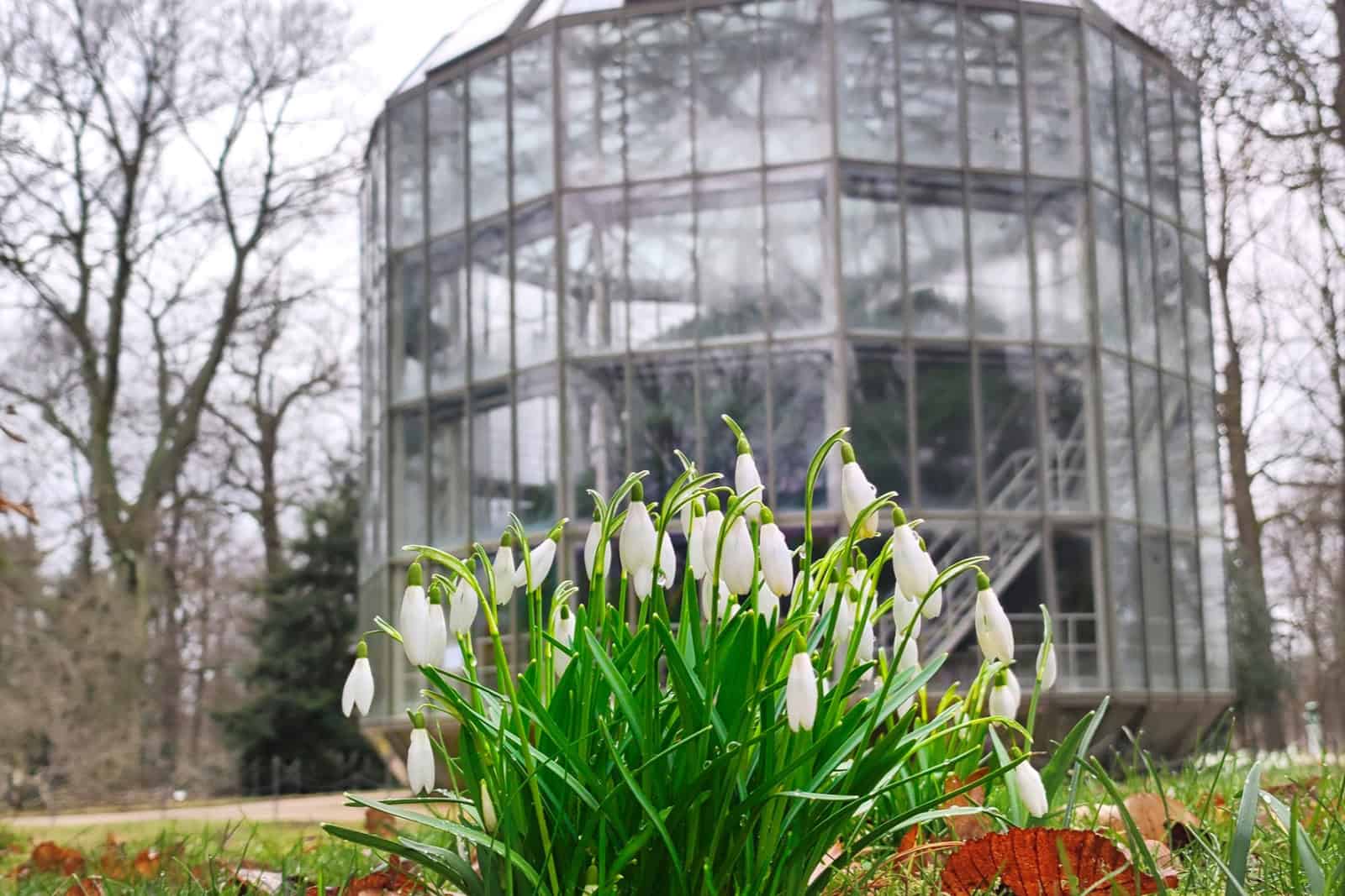 Vor dem Kamelienhaus im Pillnitzer Schlosspark sind schon die Schneeglöckchen erblüht. Foto: Antje Heinze 