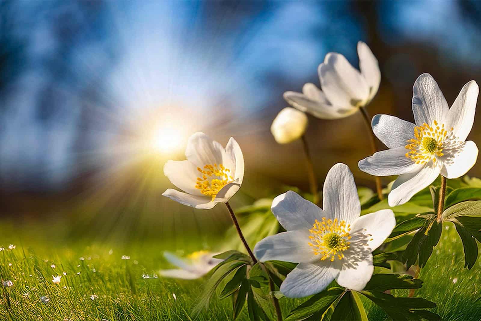 Im Seifersdorfer Tal blühen im März und April die Buschwindröschen. Foto: Tobias Koch