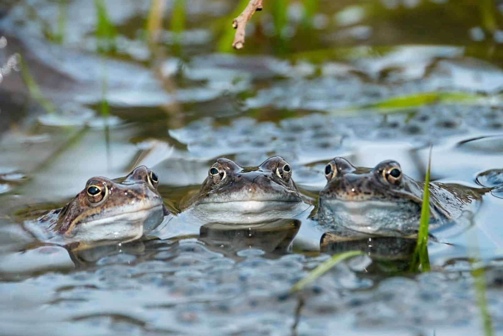 Wer entdeckt Grasfrösche und ihren Laich? Foto: rchiv Naturschutz LfULG/T.Tschöpe