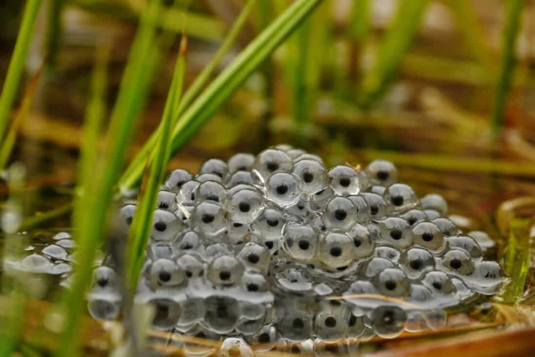 Laichballen des Grasfroschs. Foto: Archiv Naturschutz LfULG/T.Tschöpe