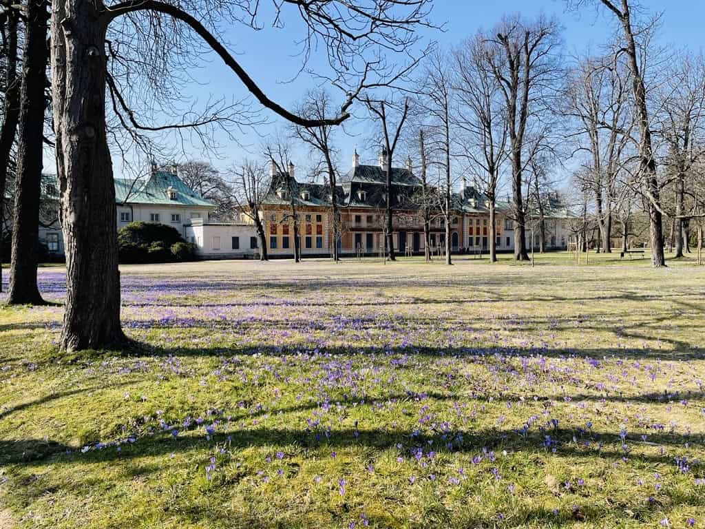 Die Krokuswiese am Bergpalais im Schlosspark Pillnitz. Foto: Schlösserland Sachsen
