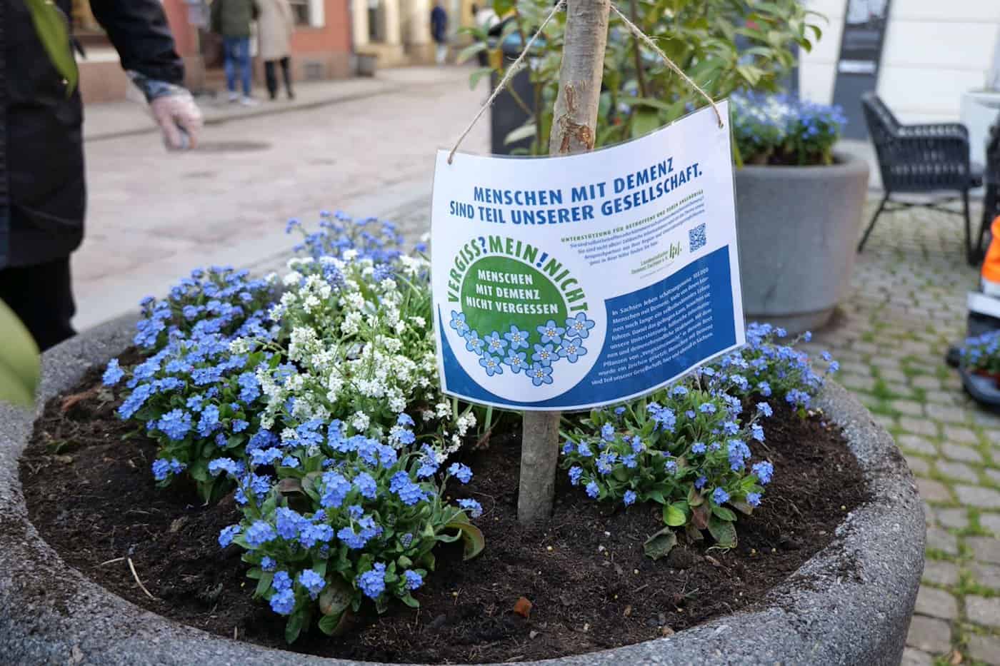 Pflanzkübel voller Vergissmeinnicht und Infos zur Aktion. Foto: Stadt Meißen