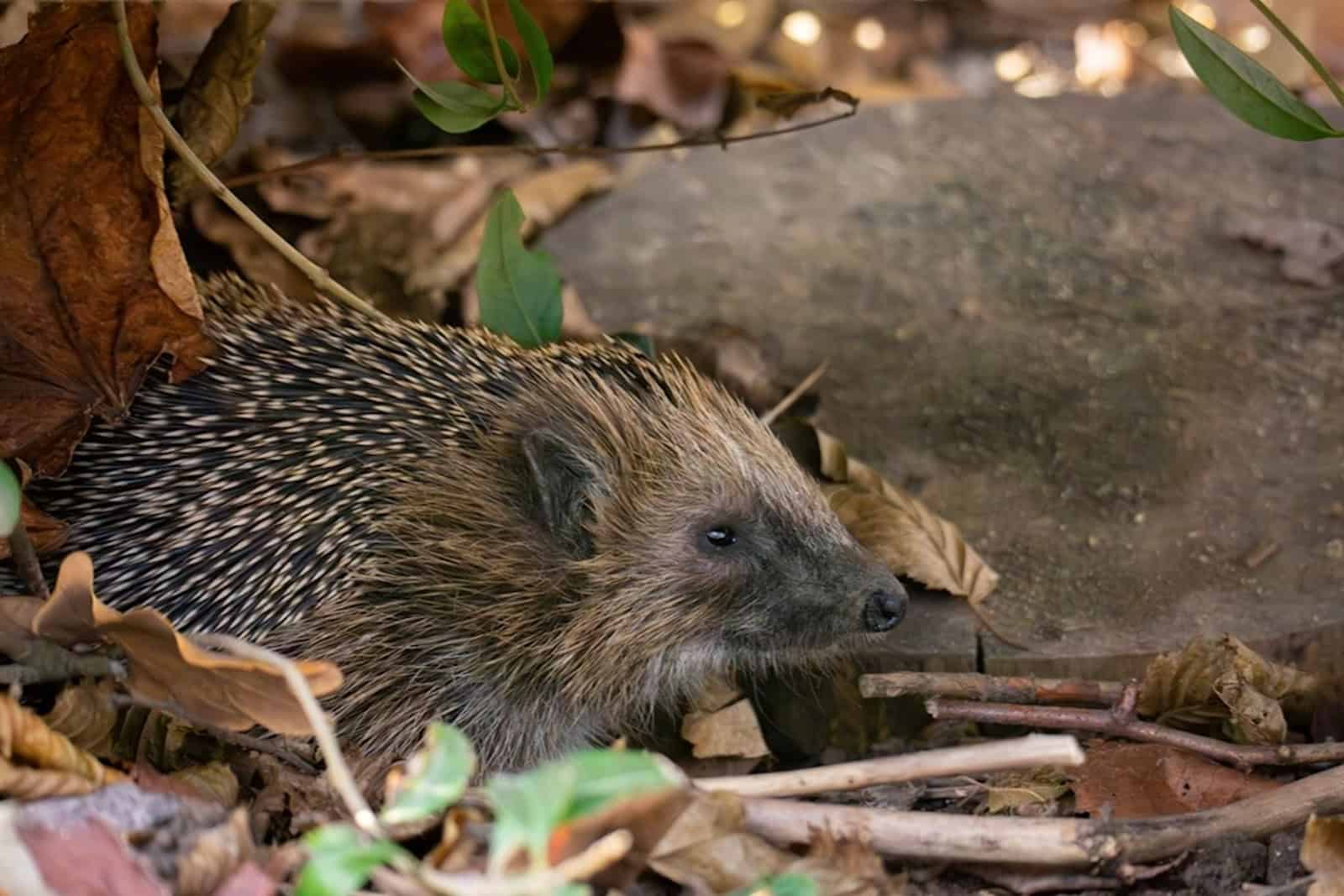 Wer Osterfeuer vor dem Entzünden kontrolliert, rettet vielleicht ein Igelleben. Foto: Uwe Schröder NABU Sachsen)
