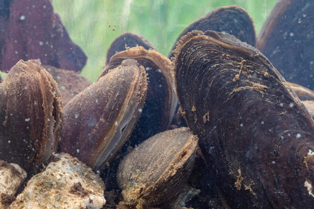 Ausgebildete Flussperlmuscheln. Foto: 