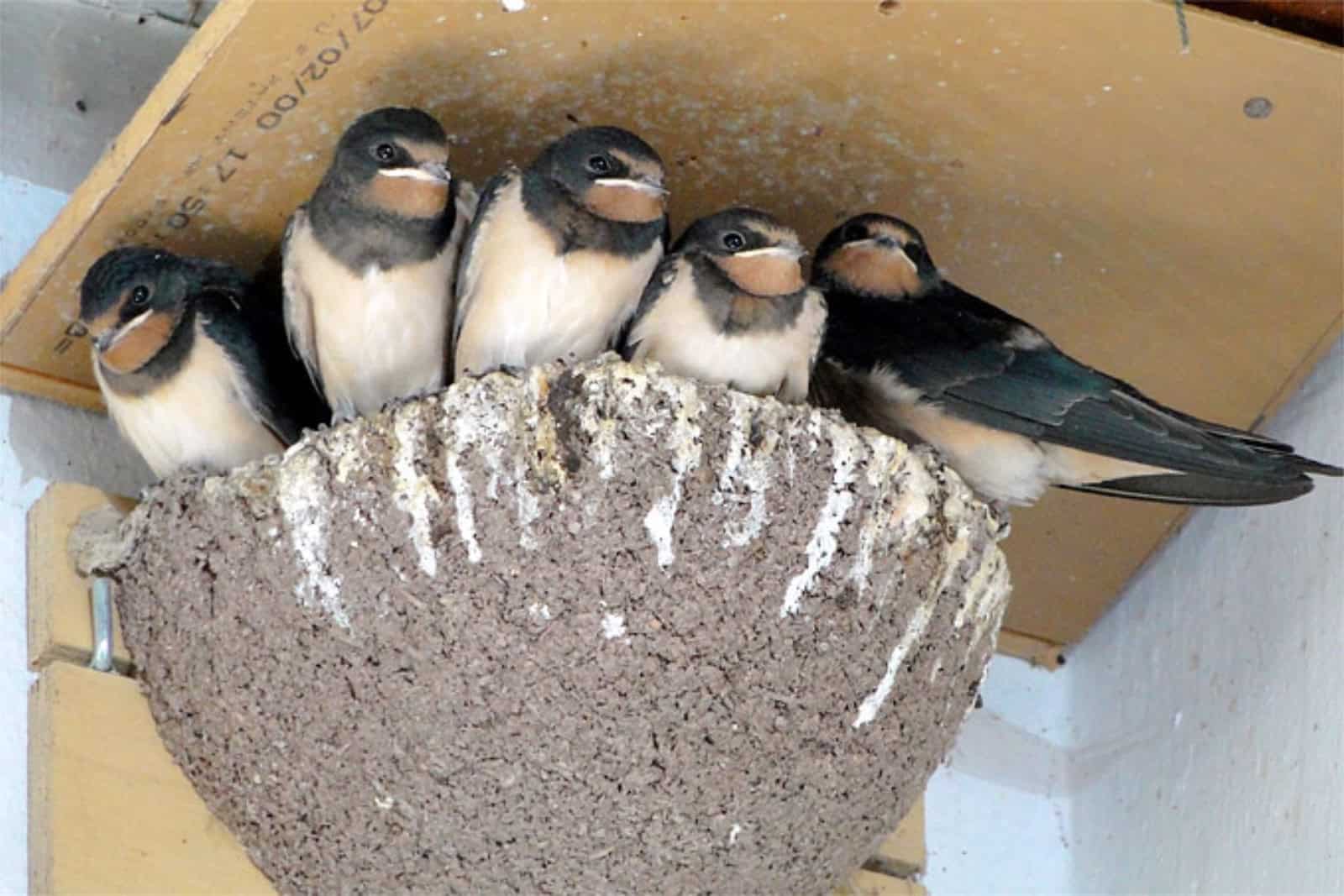 Junge Rauchschwalben im Nes.  Foto: NABU/Ingrid Marquardt