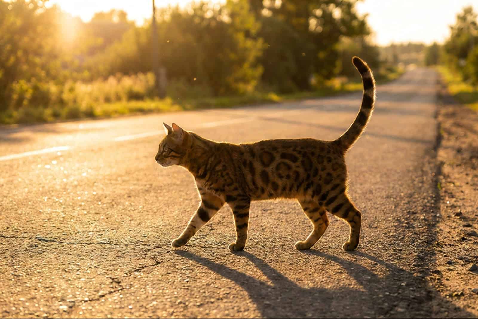 Wohl und Auftreten von Straßenkatzen in Sachsen will eine Umfrage erfassen. Foto: Foto Koch