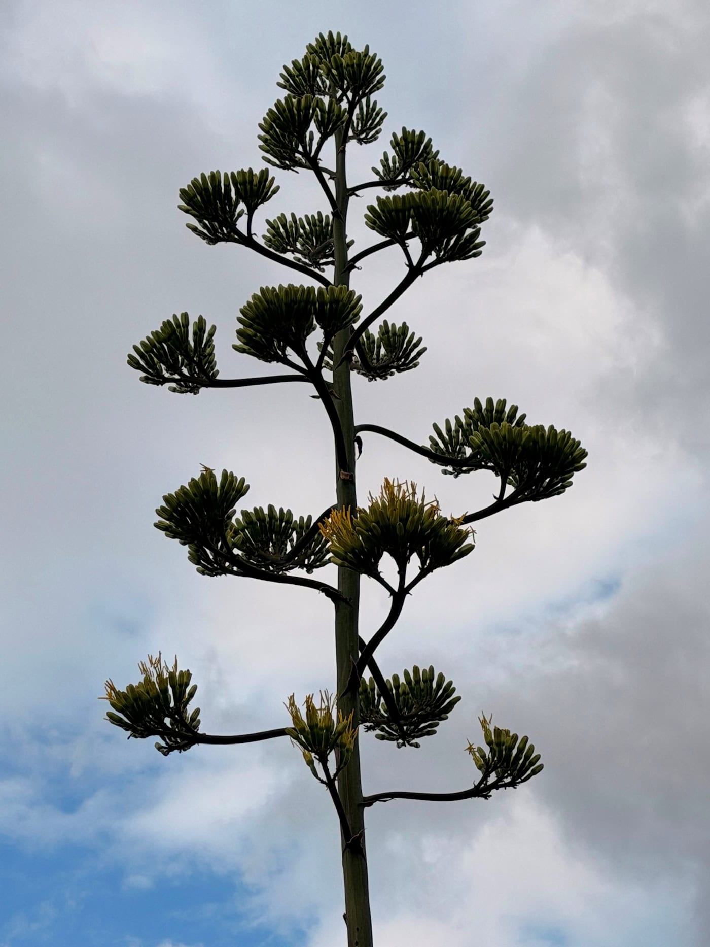 Die meterhohe Agavenblüte auf Schloss Wackerbarth. Foto: Schloss Wackerbarth