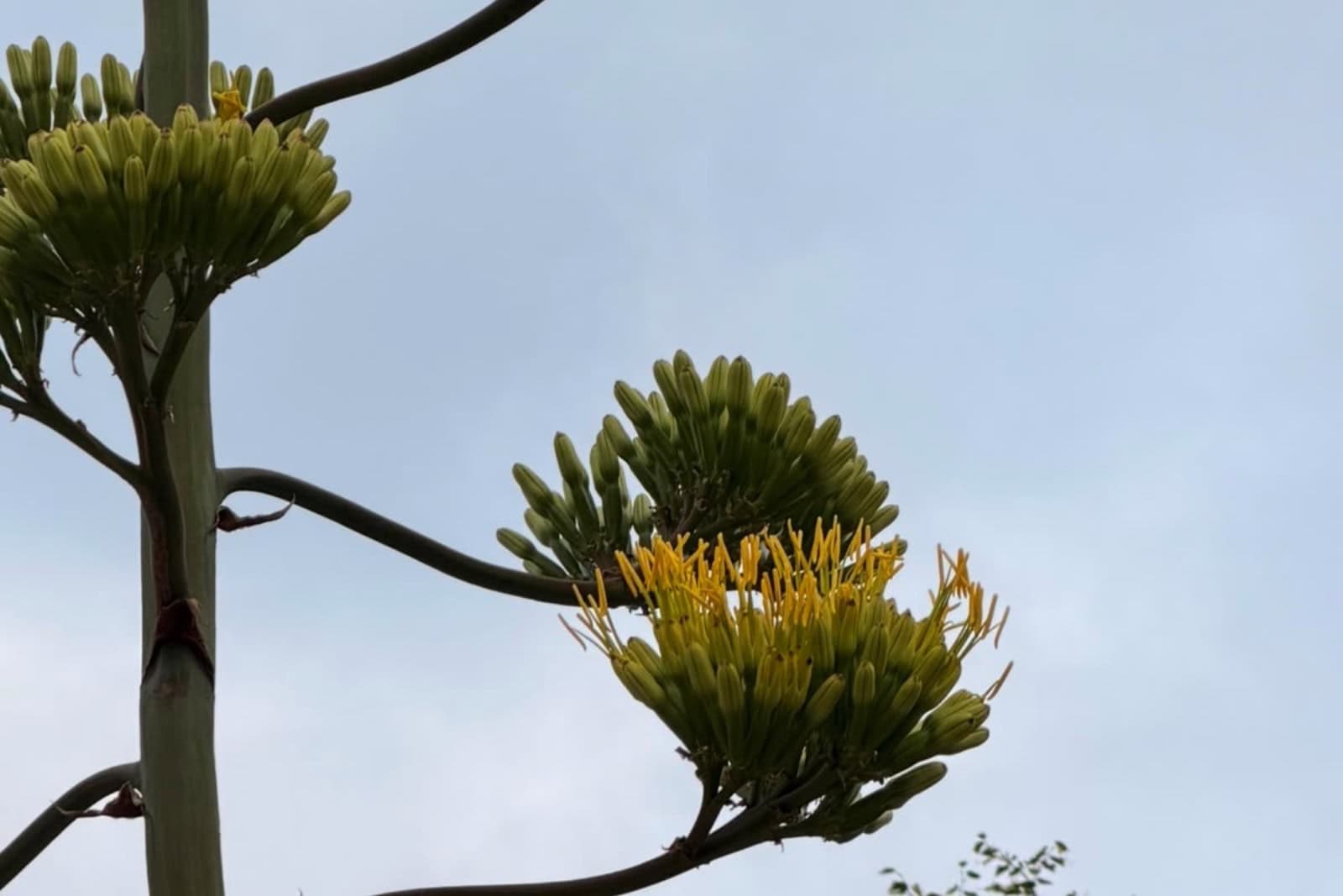Die Knospen an der Agave auf Schloss Wackerbarth haben sich geöffnet. Foto: Schloss Wackerbarth