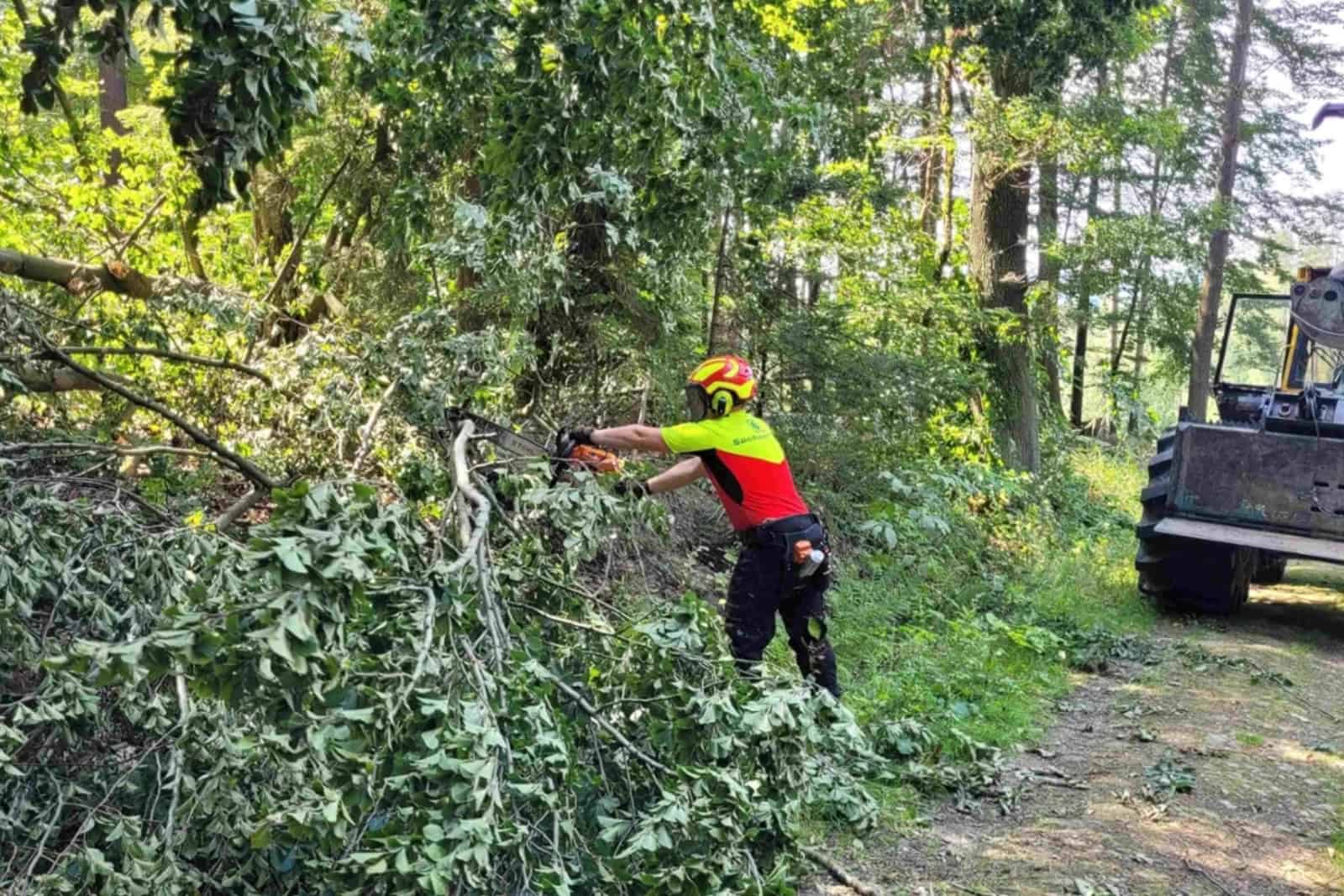 Die Aufräumarbeiten nach dem Unwetter in der Sächischen Schweiz haben begonnen. Foto: H. Mayr, Sachsenforst