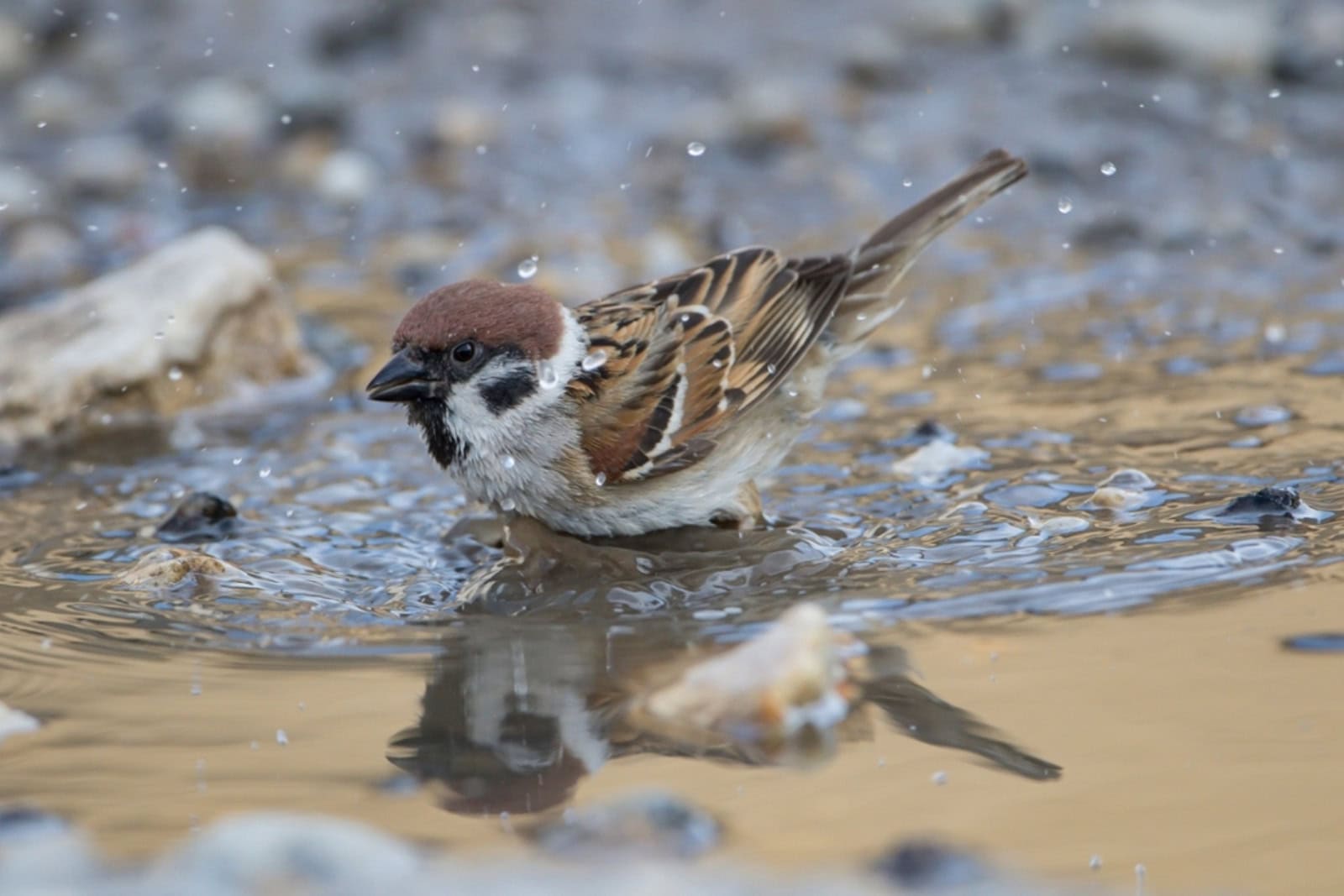 Hilft bei Hitze: Ein Feldsperling beim erfrischenden Wasserbad. Foto: Bärbel Franzke 