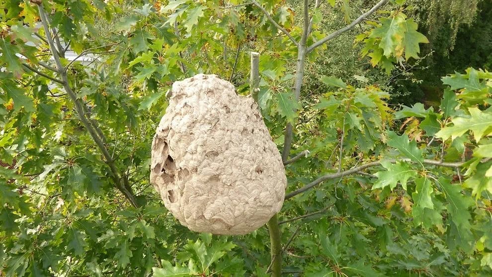 Das Nest der Asiatischen Hornisse. Foto: Wieckhorst/Schütte