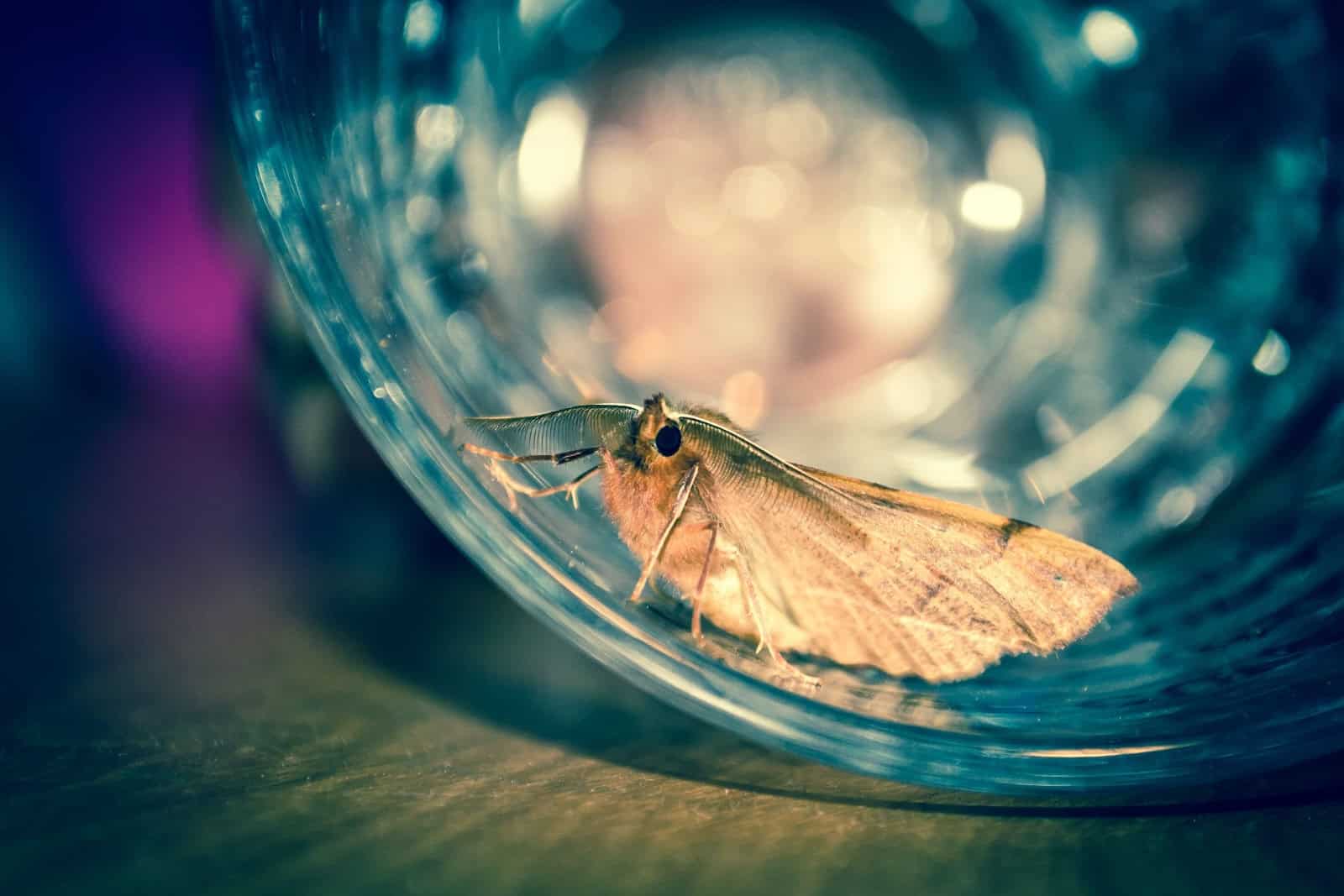 Unwillkommener Gast in der Küche: eine Lebensmittel-Motte. Foto: Pexels 