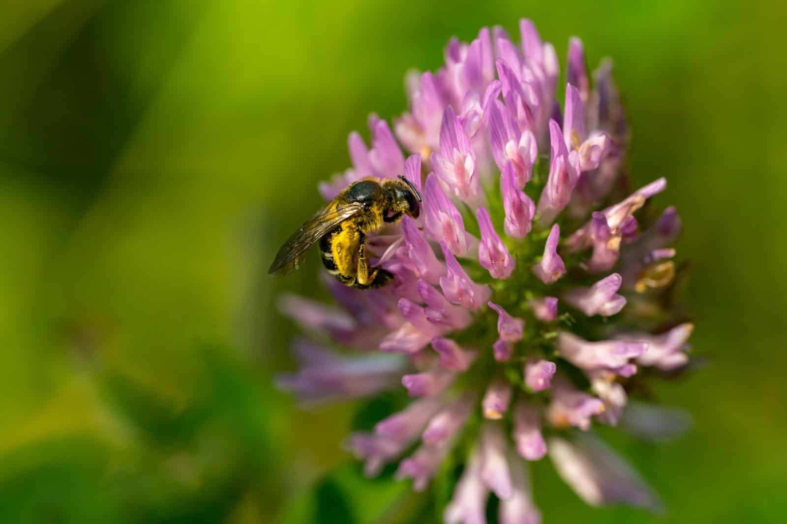 Wer sich im Projekt "BienenBrückenBauen" engagiert, hilft der Verbreitung  von Wildbienen. Foto: Pexels/Jack Beaudoin