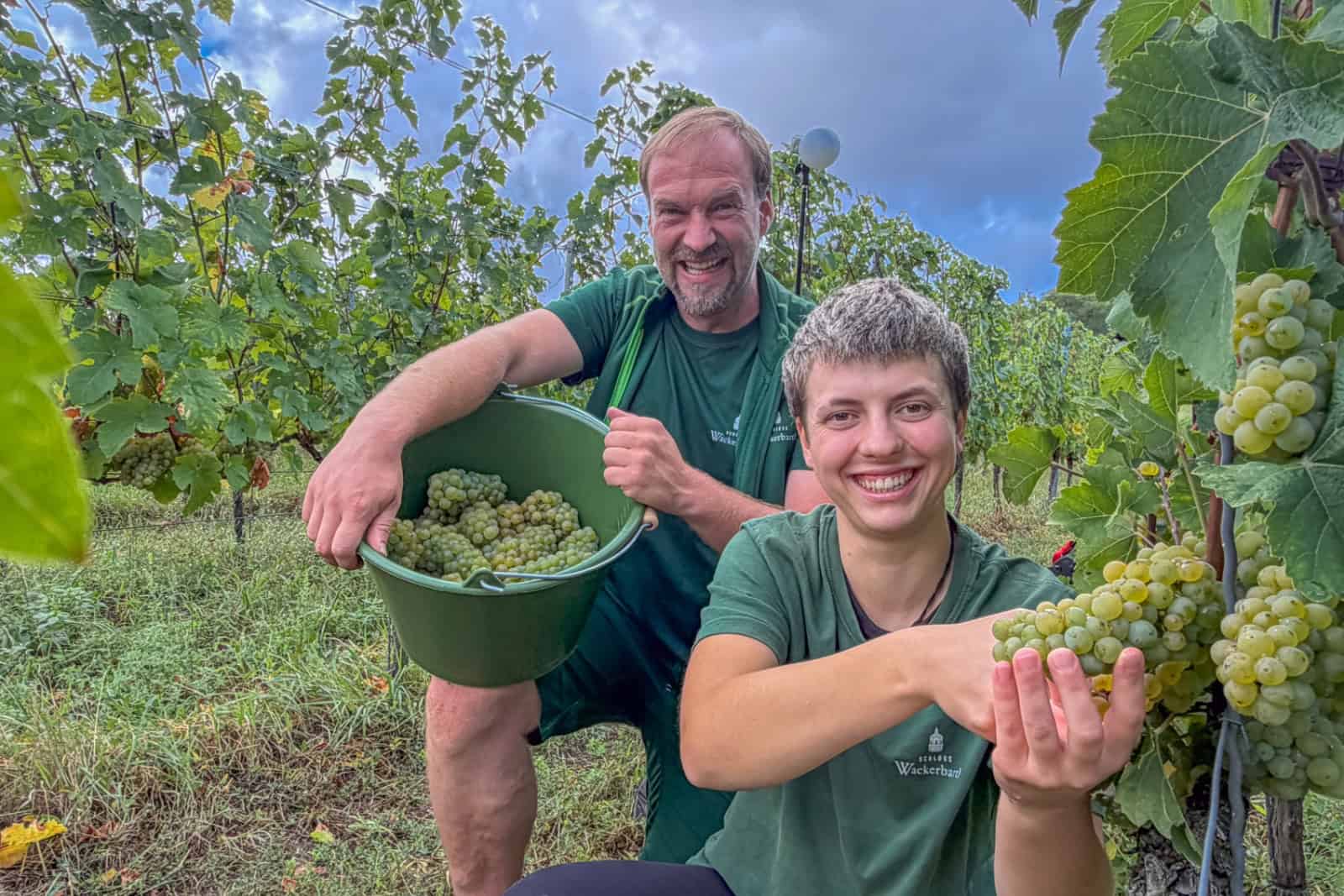 Weinlese: Wackerbarth-Weinbauleiter Till Neumeister und Jungwinzerin Salvina Danó lesen den ersten Goldriesling. Foto: Ulrich van Stipriaan