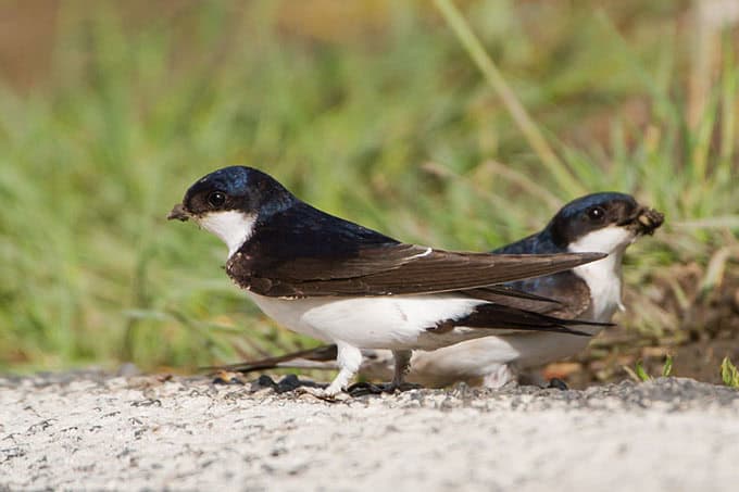 Mehlschwalben auf der Futtersuche. Foto: Bärbel Franzke Mehlschwalben auf der Futtersuche. Foto: Bärbel Franzke