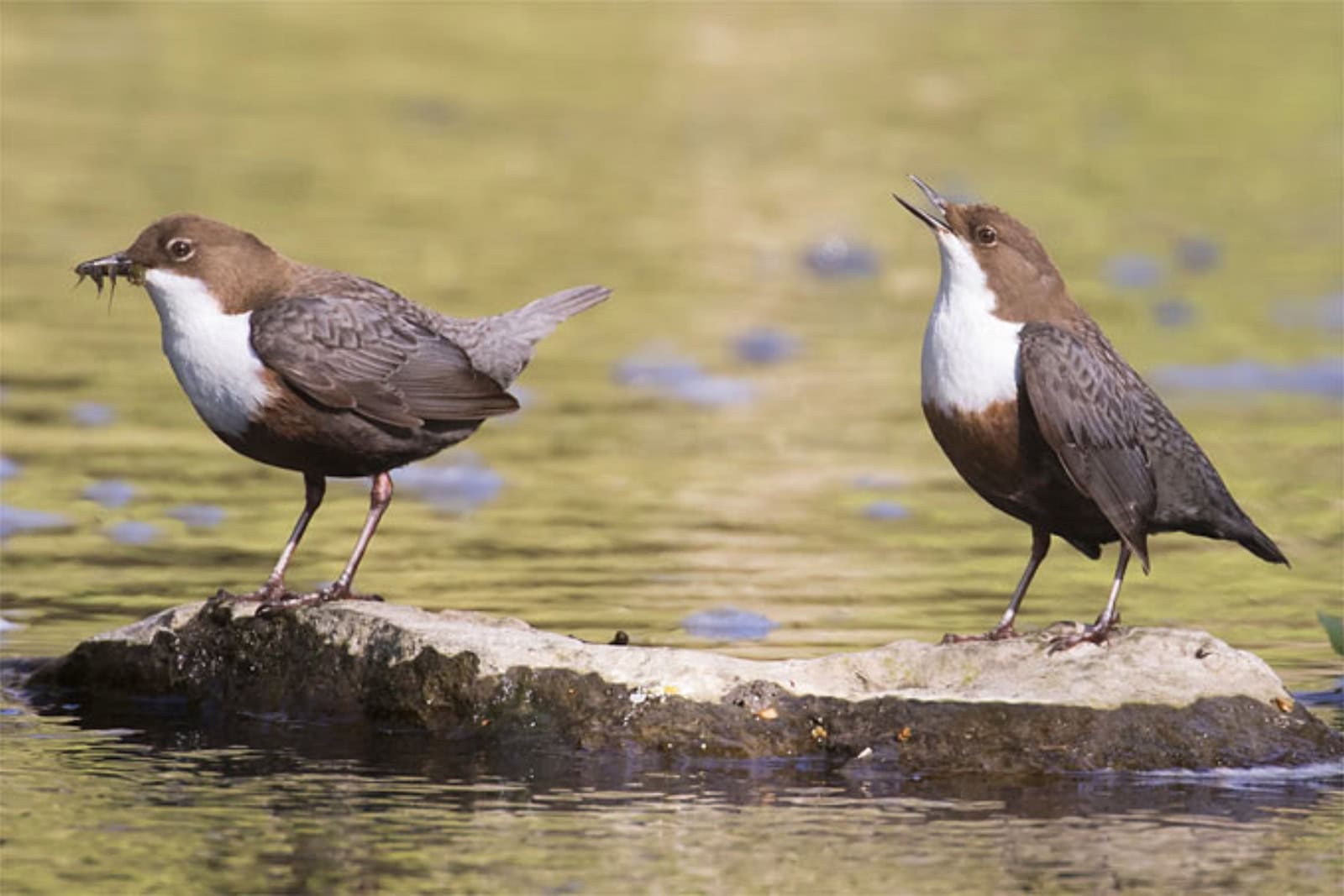 Die Wasseramsel gehört zu den Kandidaten, die zum "Vogel des Jahres 2027" zur Wahl stehen. Foto: Wilfried Martin/www.naturgucker.de