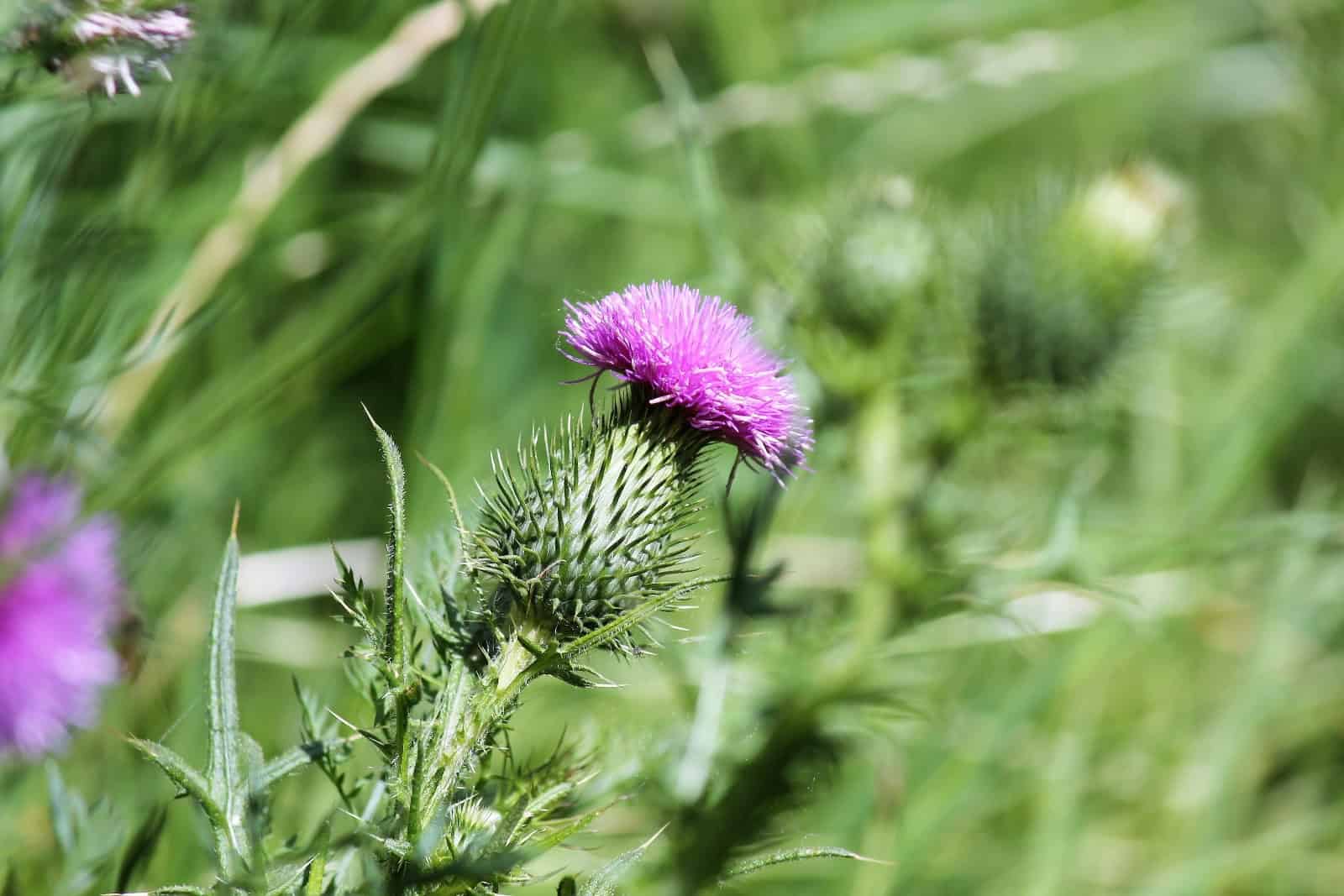 Die Mariendistel. Foto: Pexels/Odile Detavernier