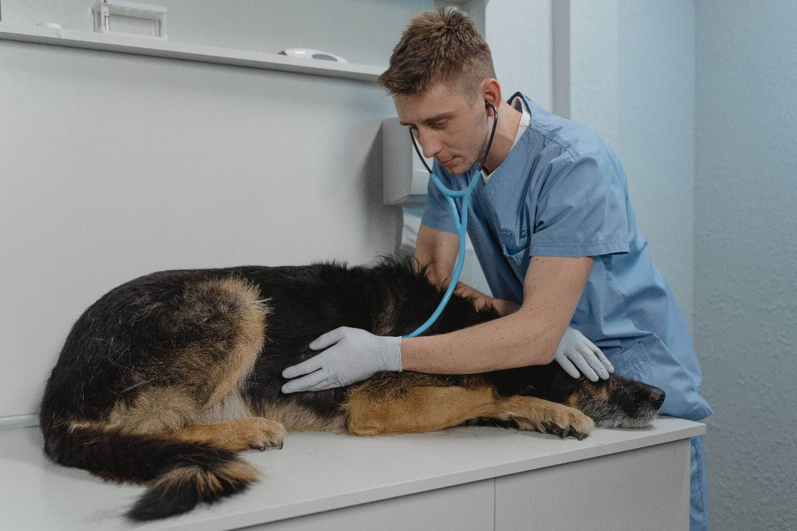 Für den geliebten Hund scheuen Besitzer oft keine Kosten beim Tierarzt. Foto: Pexels/Tima Miroshnichenko 