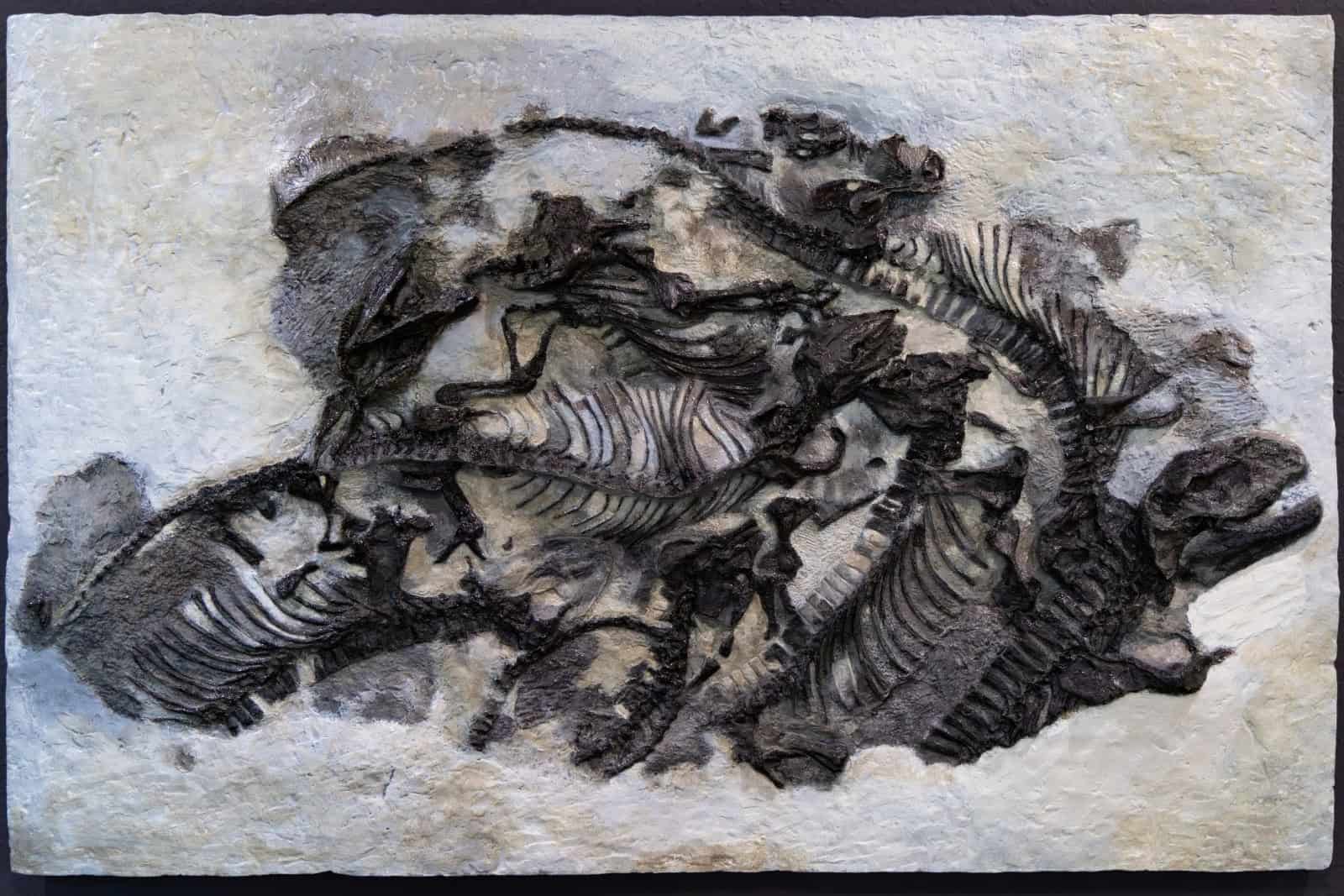 Die Freitaler Saurierplatte. Foto: Landesamt für Umwelt, Landwirtschaft und Geologie