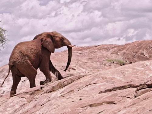 Der Energiebedarf für die Alpenrouten von Hannibal unterschied sich deutlich. Werte solch eines Afrikanischen Elefants, hier am Mount Kenya, halfen das zu berechnen.