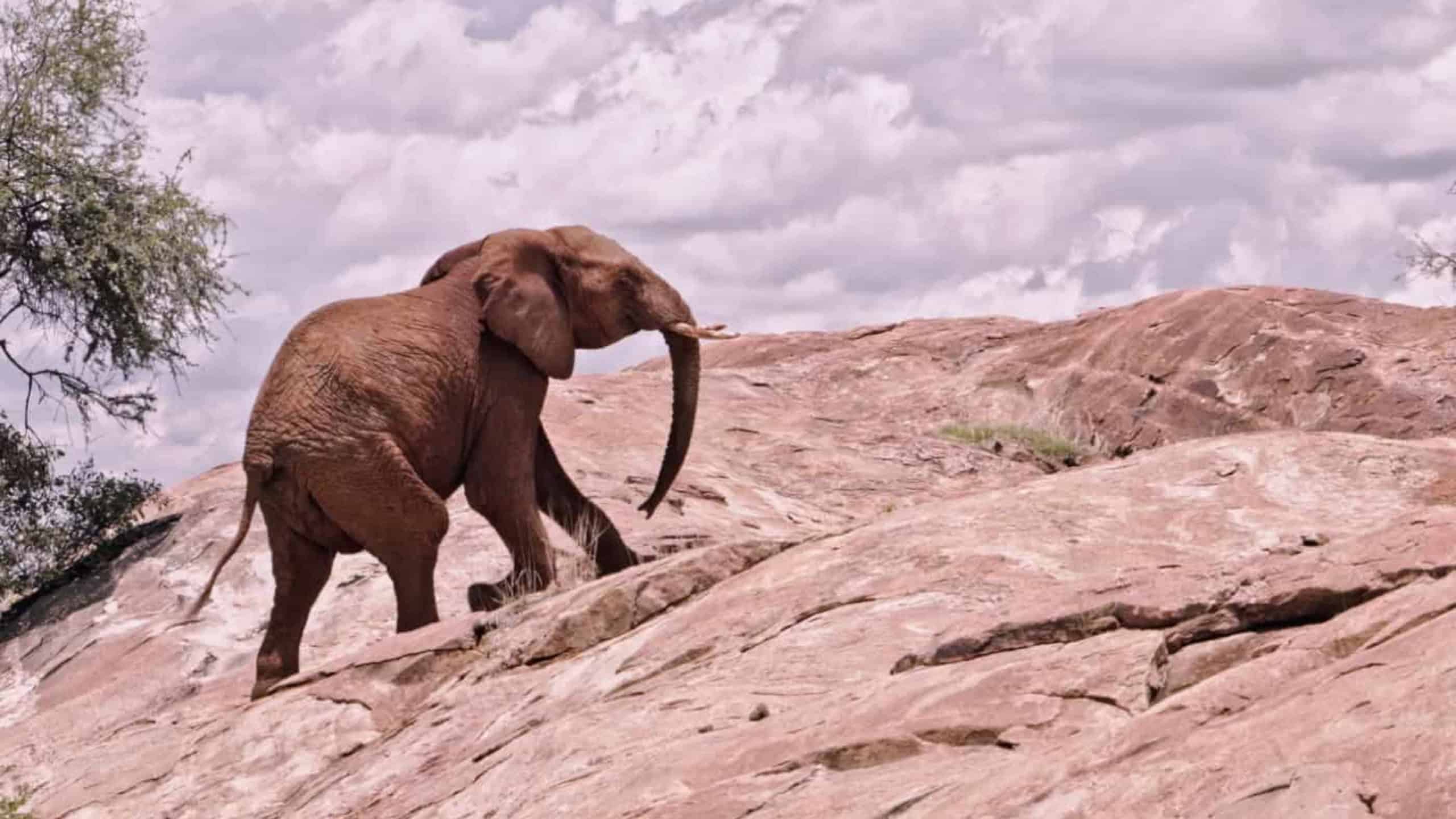 Der Energiebedarf für die Alpenrouten von Hannibal unterschied sich deutlich. Werte solch eines Afrikanischen Elefants, hier am Mount Kenya, halfen das zu berechnen.