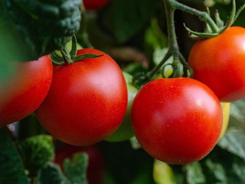Forschende wollen Tomaten fit für den Klimawandel machen.
