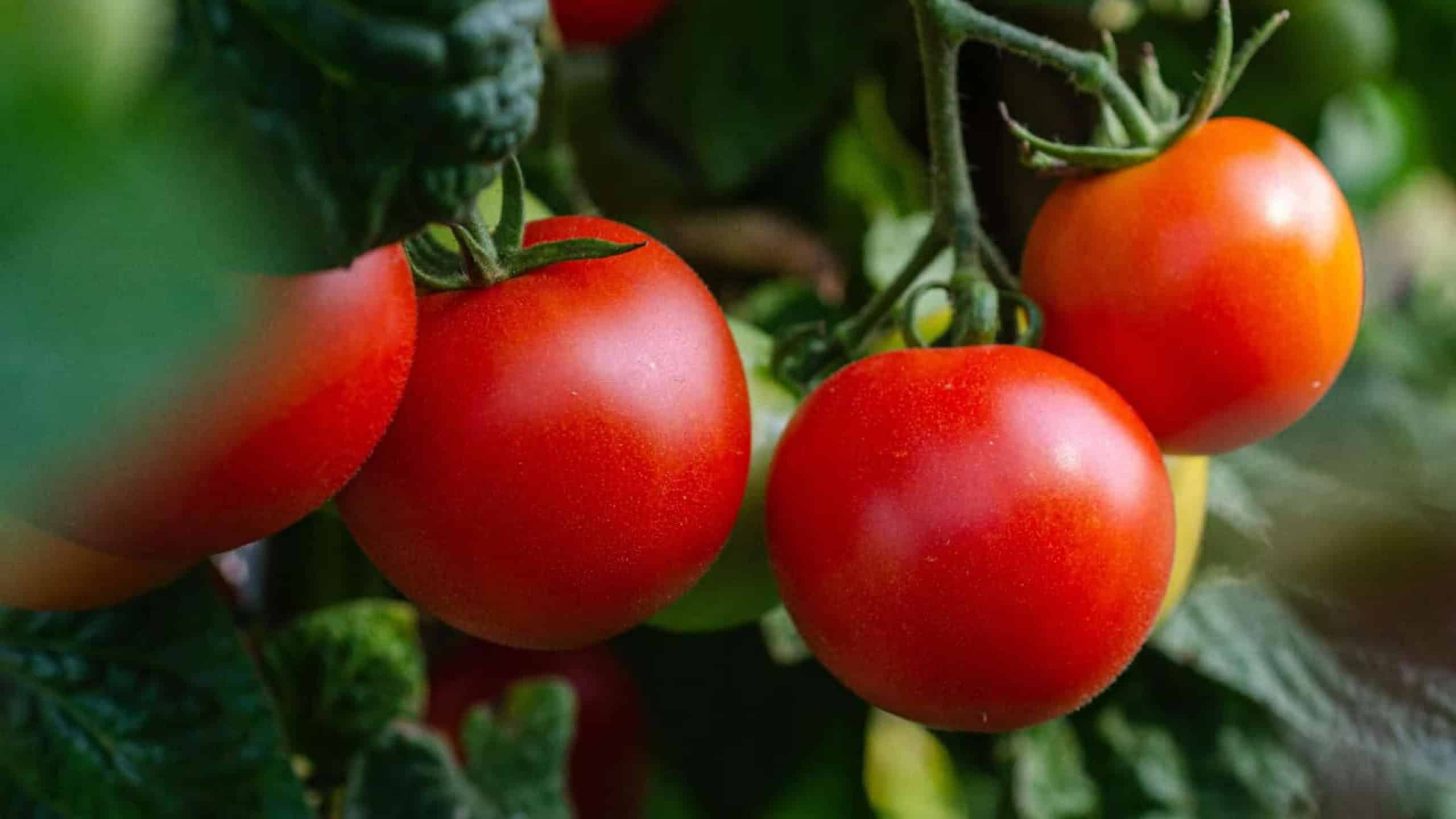 Forschende wollen Tomaten fit für den Klimawandel machen.