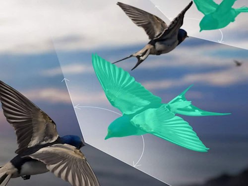 Ein unsichtbarer Begleiter: Der grüne Gegenvogel ist künstlich, aber entscheidend – er macht Vogelschwärme berechenbar.