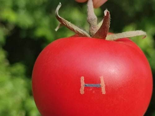 Sensor trifft Tomate: So könnte nachhaltige Elektronik in der Landwirtschaft aussehen.