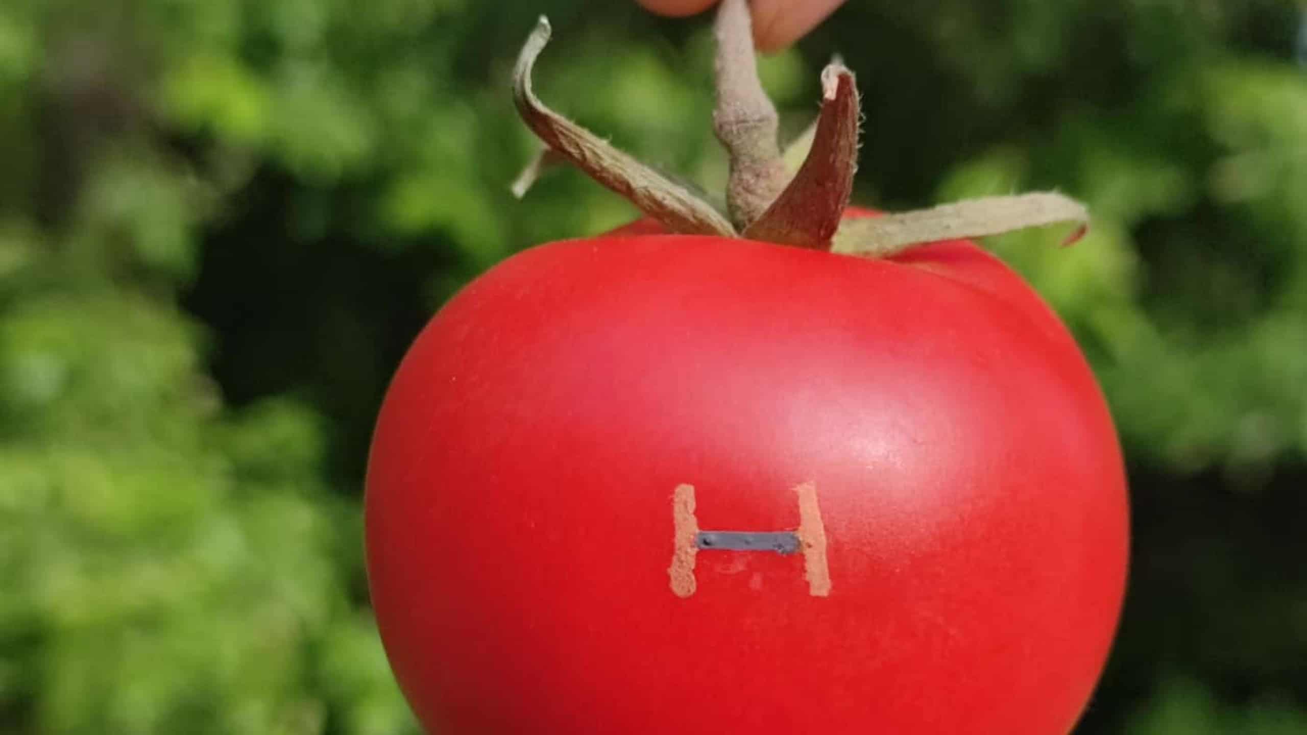 Sensor trifft Tomate: So könnte nachhaltige Elektronik in der Landwirtschaft aussehen.