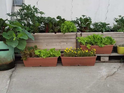 Grünes Stadtleben: Pflanzkästen wie diese könnten künftig mehr sein als Dekoration – sie stehen für ein neues Denken in der Stadtplanung.