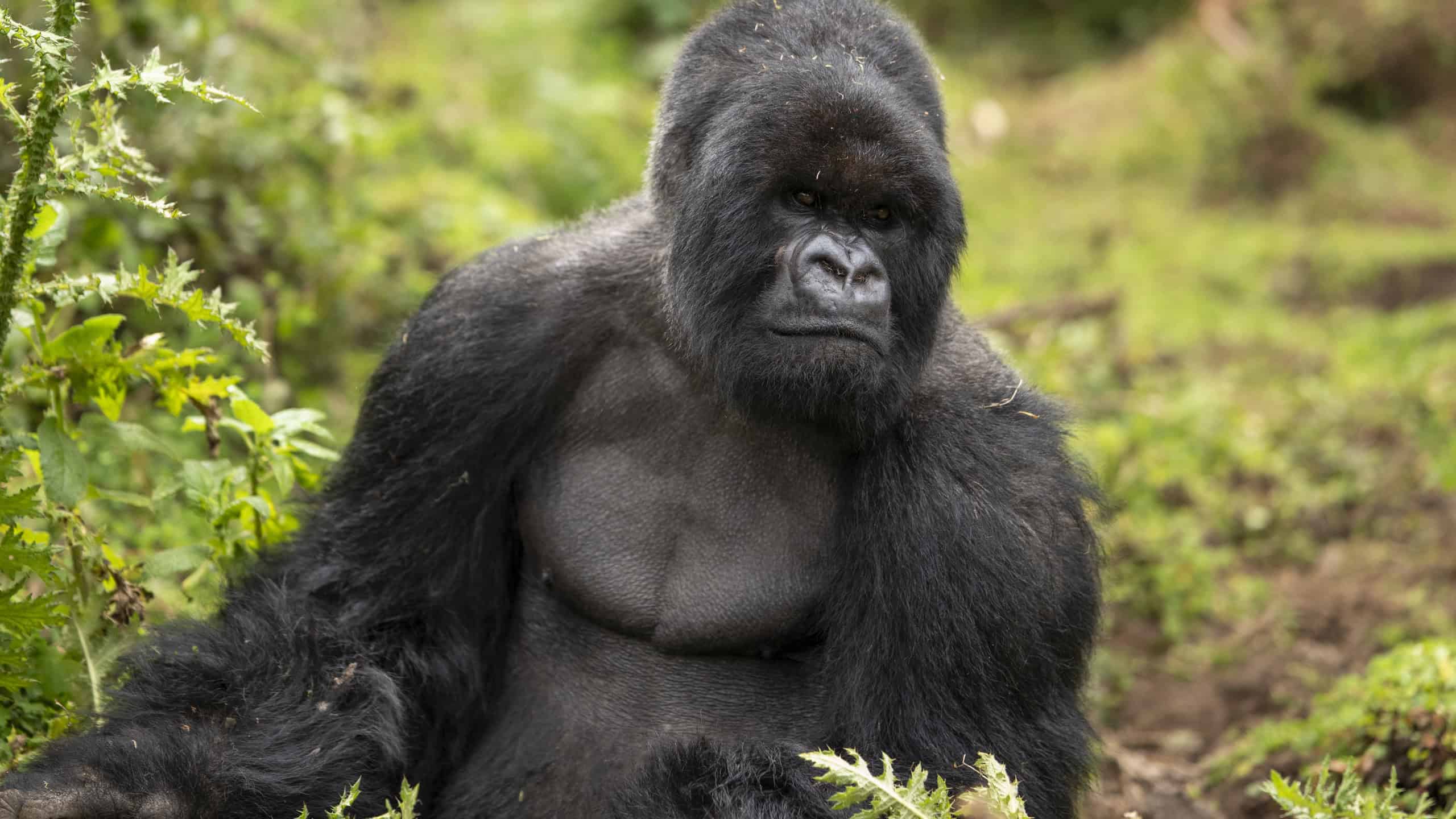 Berggorilla in seinem natürlichen Lebensraum