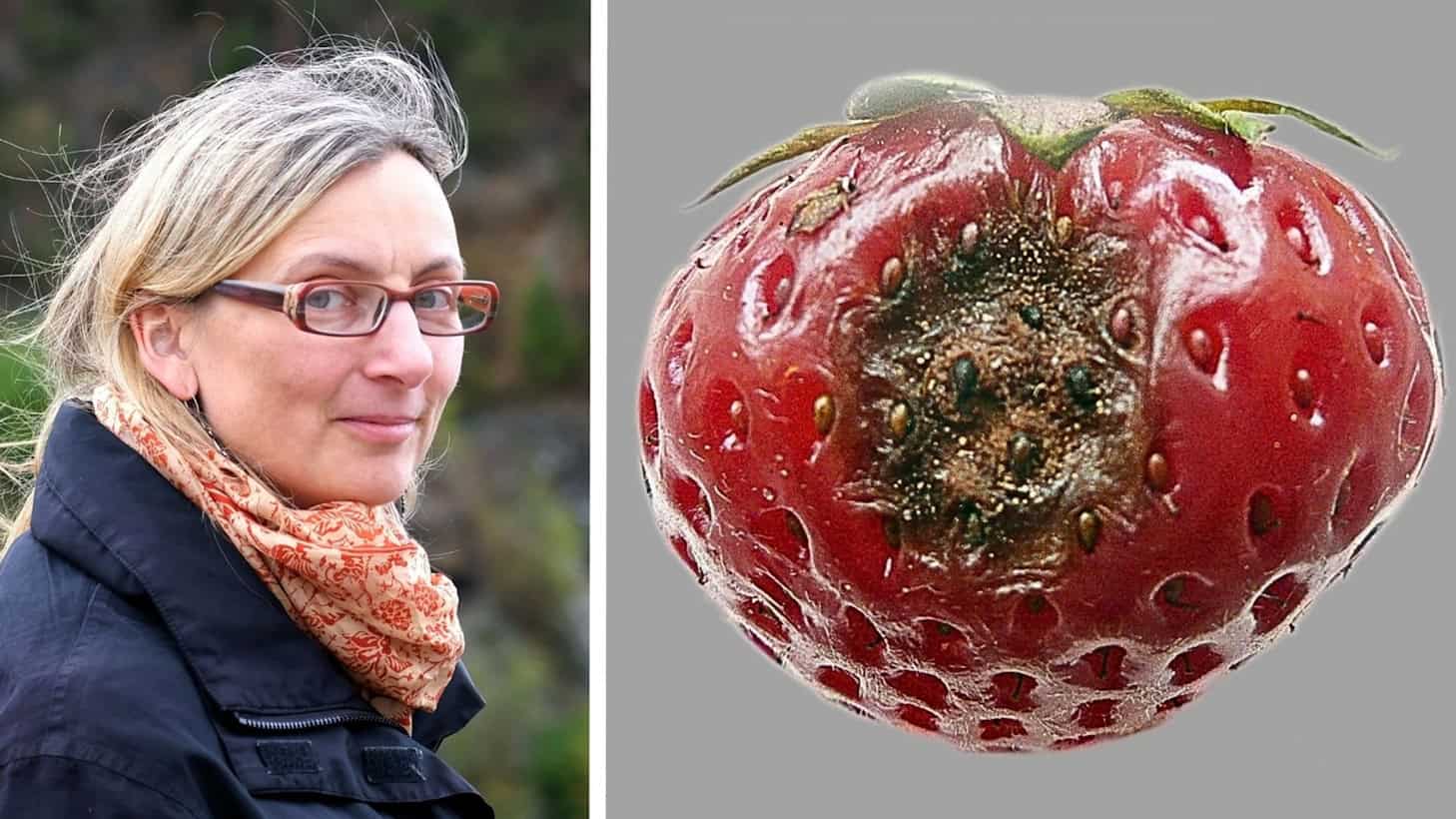 Fotocollage mit der Mykologin Ulrike Damme links und einer Erdbeere mit Fruchtfäule durch Colletotrichum nymphaeae rechts.