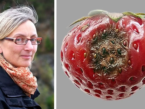 Fotocollage mit der Mykologin Ulrike Damme links und einer Erdbeere mit Fruchtfäule durch Colletotrichum nymphaeae rechts.