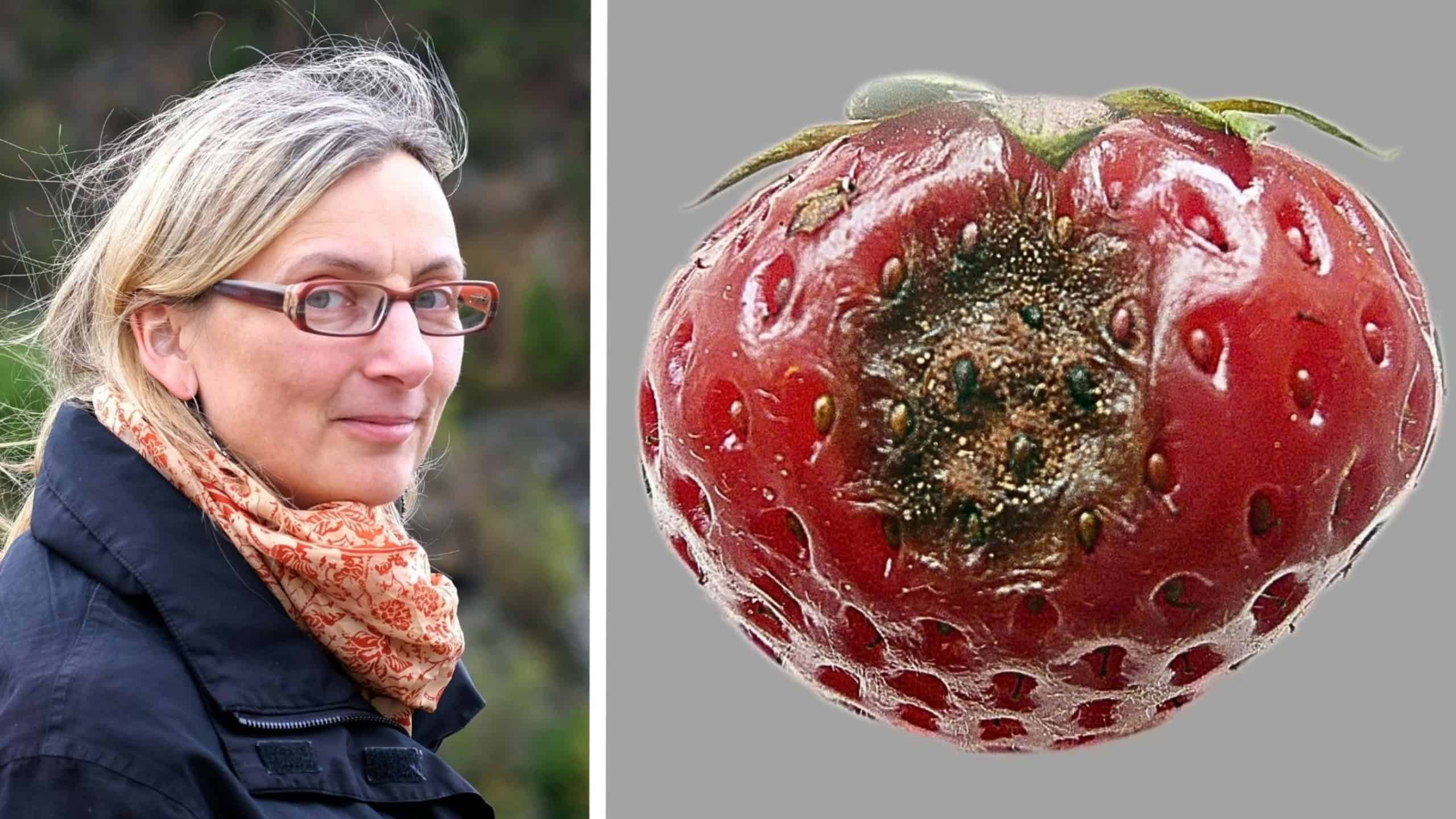 A photo collage showing mycologist Ulrike Damme on the left and a strawberry with fruit rot caused by Colletotrichum nymphaeae on the right.