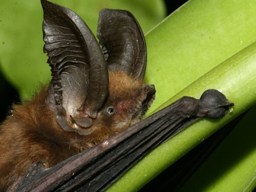 Madagassische Haftscheibenfledermaus der Art Myzopoda aurita