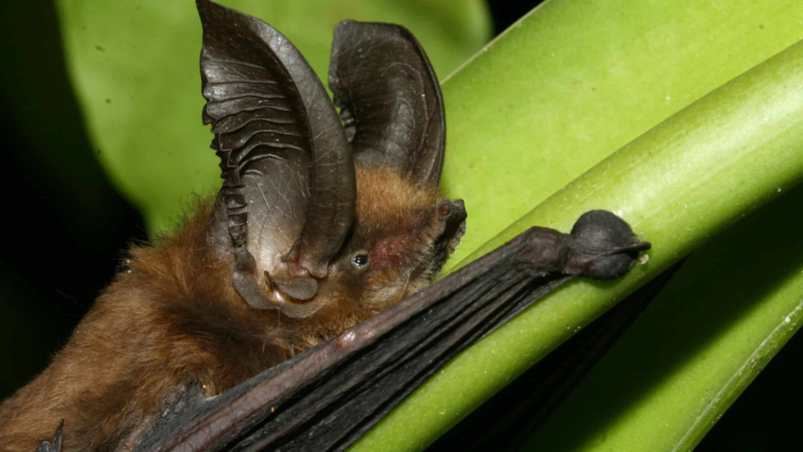 Madagassische Haftscheibenfledermaus der Art Myzopoda aurita
