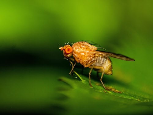 Fruchtfliege der Gattung Drosophila auf einem grünen Blatt