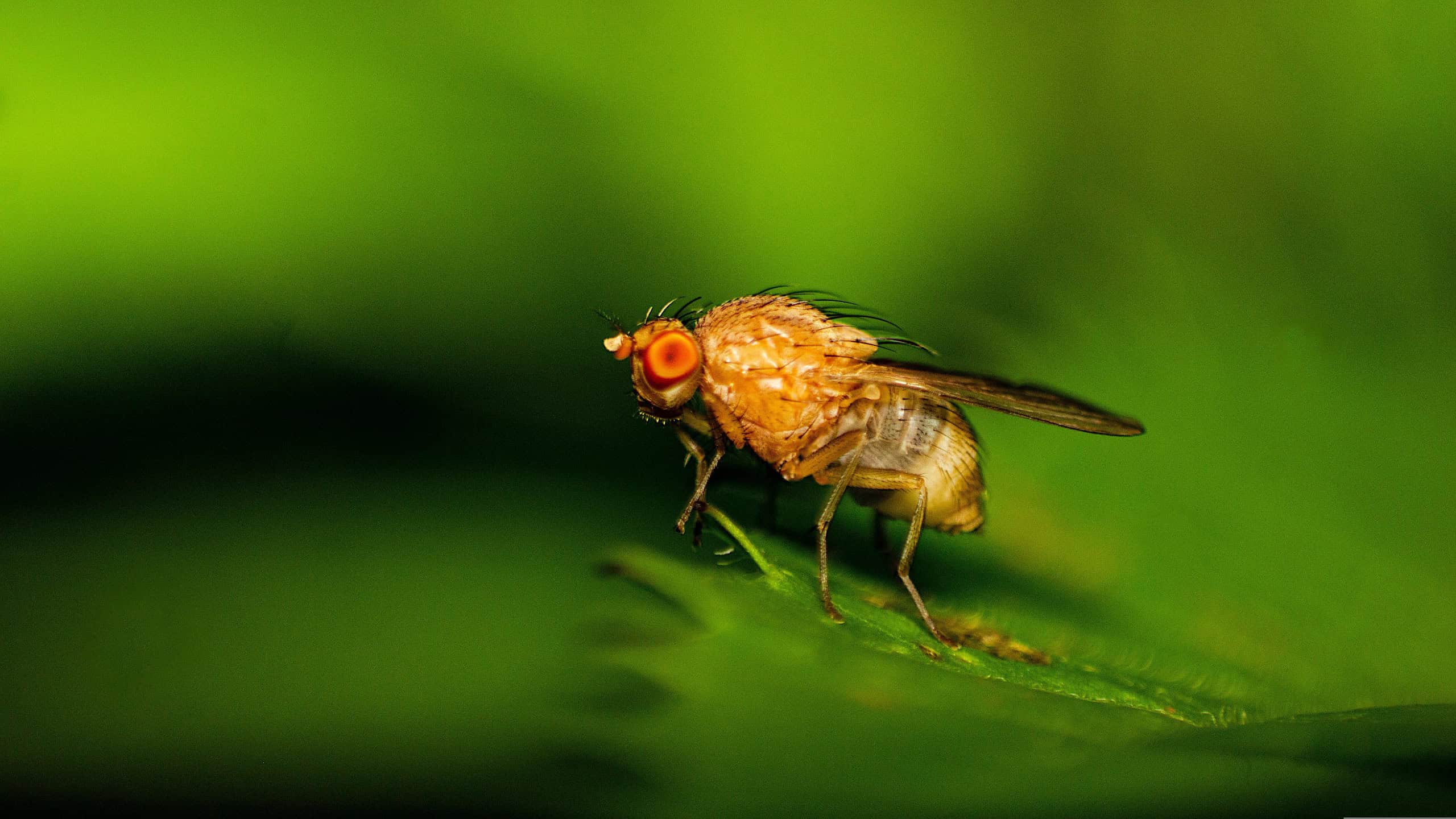 Fruchtfliege der Gattung Drosophila auf einem grünen Blatt