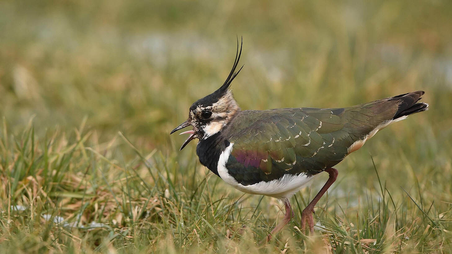 Kiebitz auf einer Wiese. Seinen Rückgang belegen Vogeldaten.