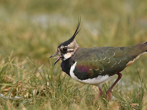 Kiebitz auf einer Wiese. Seinen Rückgang belegen Vogeldaten.
