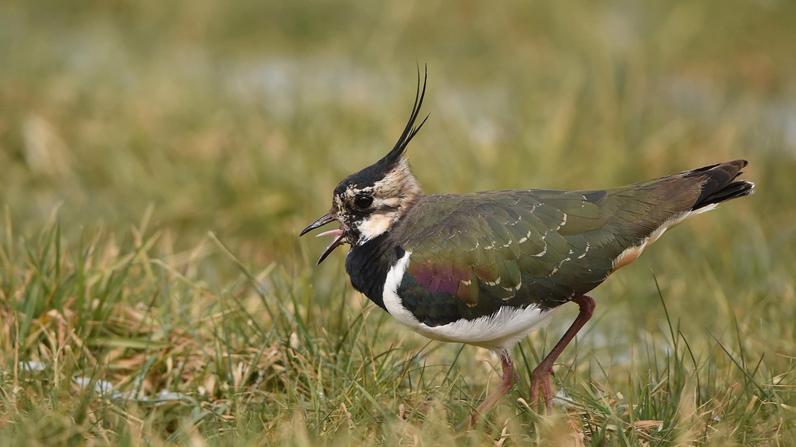 Kiebitz auf einer Wiese. Seinen Rückgang belegen Vogeldaten.