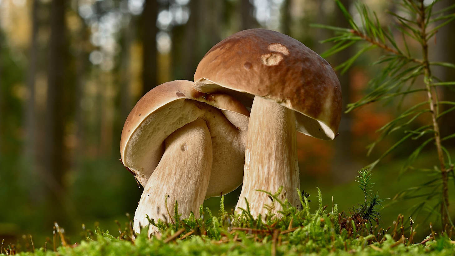 Zwei Steinpilze mit braunen Hüten wachsen zwischen Moos auf dem Waldboden.