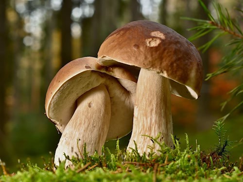 Zwei Steinpilze mit braunen Hüten wachsen zwischen Moos auf dem Waldboden.