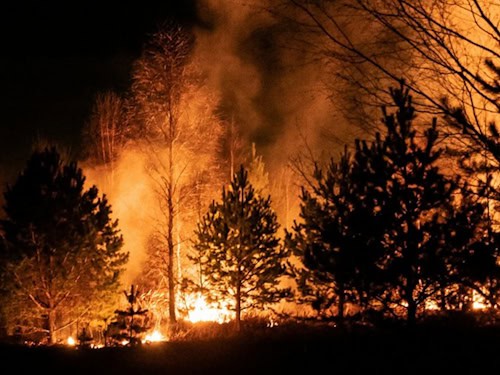 Brennende Bäume bei einem Waldbrand